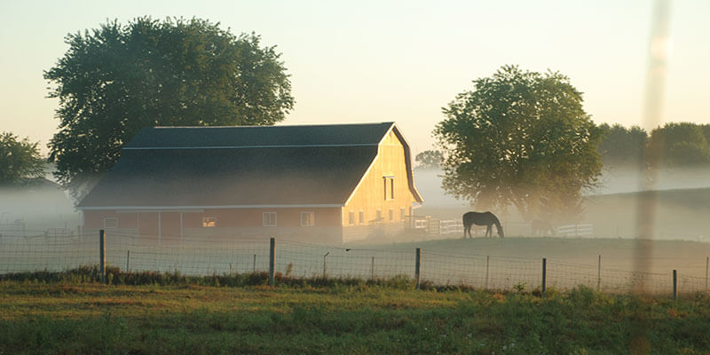 DGA Design Local Amish Horse Farm Northern Indiana Photography